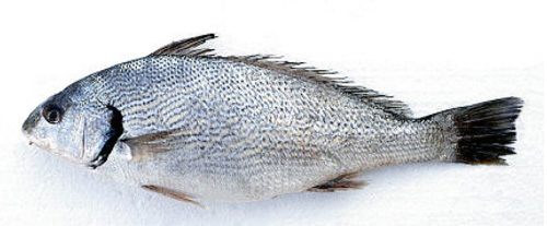 Umbrina cirrosa_06.jpg